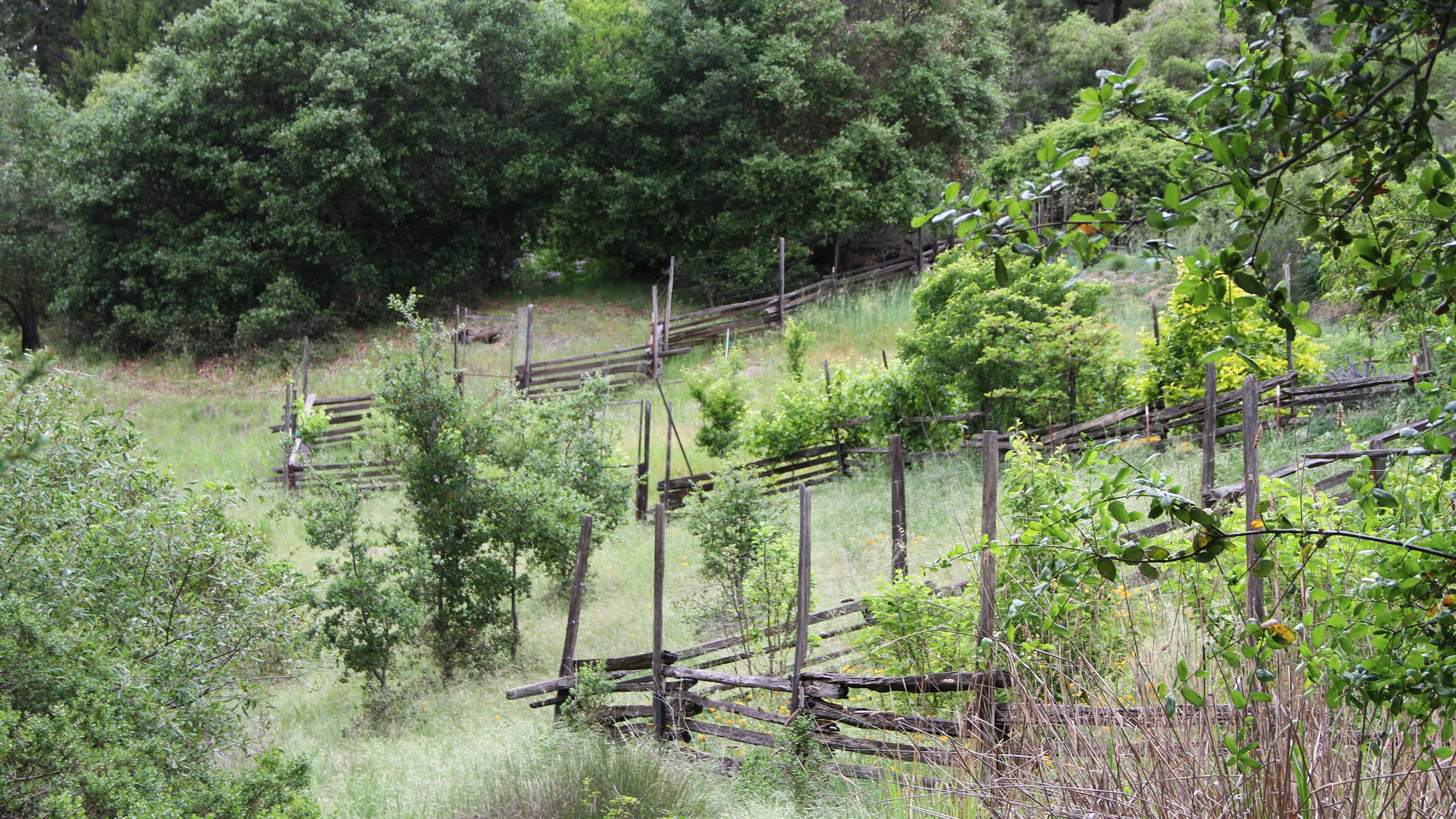 Angel Camp vineyard photo