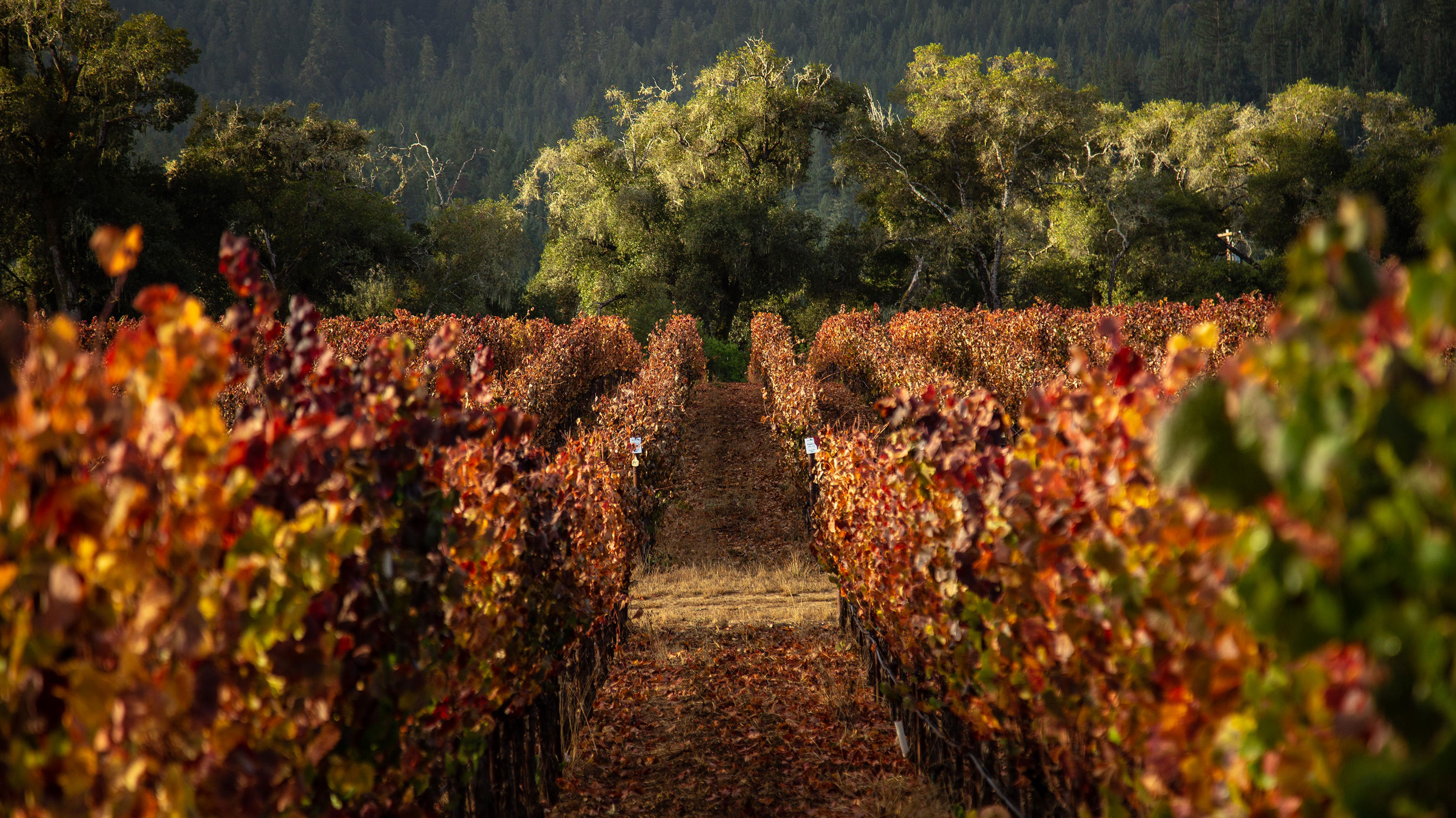 Angel Camp vineyard photo