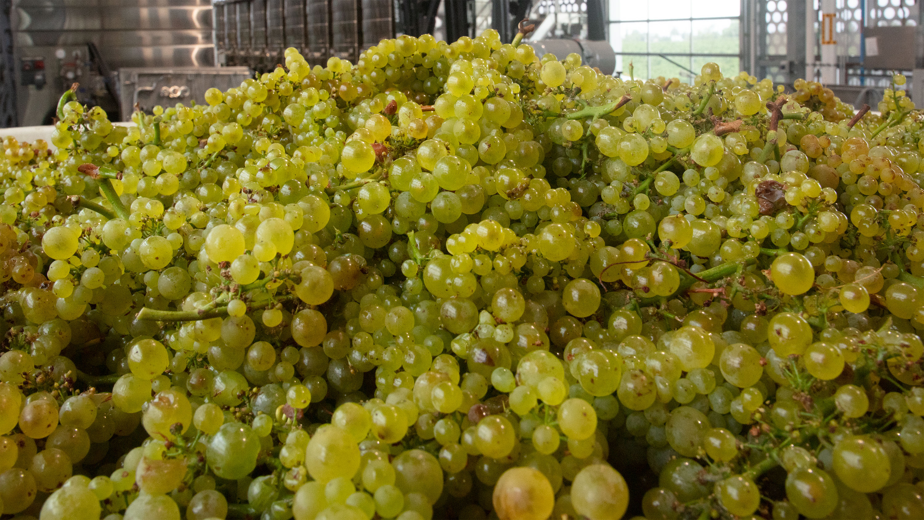 Bin full of grapes